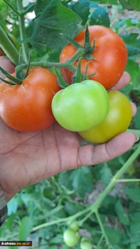 گلخانه (پروژه دانشجویی) 2