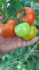 گلخانه (پروژه دانشجویی) 2