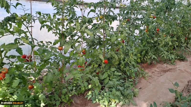 گلخانه (پروژه دانشجویی) 2