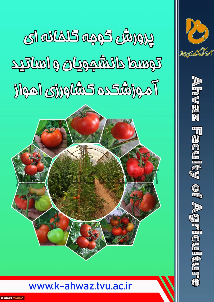 پرورش گوجه گلخانه ای توسط دانشجویان و اساتید