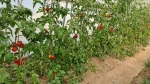 پرورش گوجه گلخانه ای توسط اساتید و دانشجویان آموزشکده کشاورزی اهواز