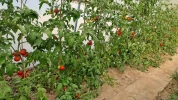 پرورش گوجه گلخانه ای توسط اساتید و دانشجویان آموزشکده کشاورزی اهواز