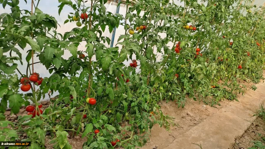 پرورش گوجه گلخانه ای توسط اساتید و دانشجویان آموزشکده کشاورزی اهواز