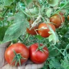 پرورش گوجه گلخانه ای توسط اساتید و دانشجویان آموزشکده کشاورزی اهواز