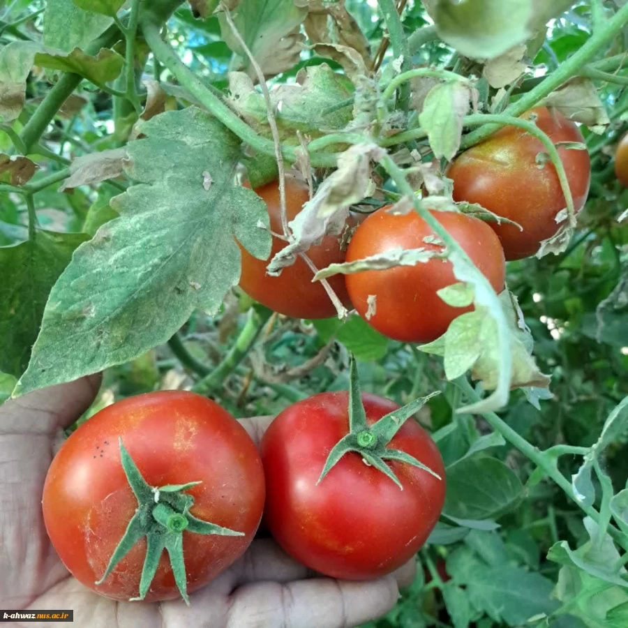 پرورش گوجه گلخانه ای توسط اساتید و دانشجویان آموزشکده کشاورزی اهواز