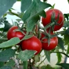 پرورش گوجه گلخانه ای توسط اساتید و دانشجویان آموزشکده کشاورزی اهواز
