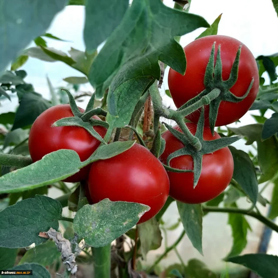 پرورش گوجه گلخانه ای توسط اساتید و دانشجویان آموزشکده کشاورزی اهواز