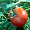 پرورش گوجه گلخانه ای توسط اساتید و دانشجویان آموزشکده کشاورزی اهواز