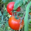 پرورش گوجه گلخانه ای توسط اساتید و دانشجویان آموزشکده کشاورزی اهواز