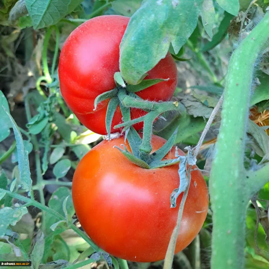 پرورش گوجه گلخانه ای توسط اساتید و دانشجویان آموزشکده کشاورزی اهواز